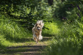 Dog, mixed breed, runs