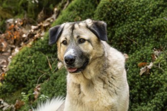 Kangal Mix, male, portrait