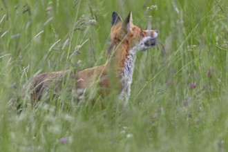 Red fox pheasant (Vulpes vulpes) with captured mouse for the cubs, rearing cubs, early summer,