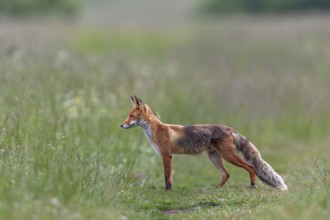 Red fox pheasant (Vulpes vulpes) in the High Tatras hunting for mice, rearing young, early summer,