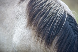 Close-up of a horse's mane in the winter light, Konik, Konik horse, Konik pony (Equus caballus