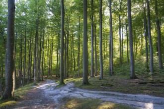 Trail through beech forest, Granitz Nature Reserve, Southeast Rügen Biosphere Reserve, Rügen