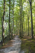 Trail through beech forest, Granitz Nature Reserve, Southeast Rügen Biosphere Reserve, Rügen