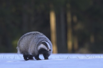 European badger (Meles meles), foraging in a snowy landscape in the last light, Swabian Alb