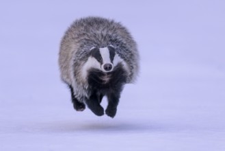 European badger (Meles meles), running in a snowy landscape, Swabian Alb biosphere reserve,