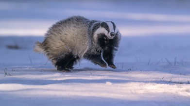European badger (Meles meles), jumping in a snowy landscape in the last light, Swabian Alb