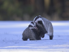 European badger (Meles meles), playful fight in a snowy landscape in the last light, Swabian Alb