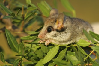 Garden dormouse (Eliomys quercinus), close-up, adult sits in a cute pose in bushes and looks with