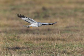 Hen harrier (Circus cyaneus), close-up, grey male flying with outstretched wings in a hunting