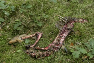 A female roe deer (Capreolus capreolus) killed by a wolf (Canis lupus) 3 days earlier, even the