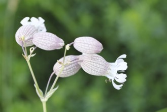 Pigeon's bedstraw or common bedstraw (Silene vulgaris), flower, Wilnsdorf, North Rhine-Westphalia,