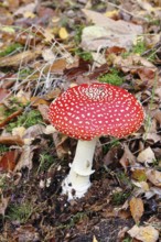 Red fly agaric (Amanita muscaria), fruiting body, in autumn leaves, close-up, Wilnsdorf, North