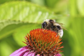 Garden bumblebee (Bombus hortorum), garden bumblebee, collecting nectar on a purple coneflower