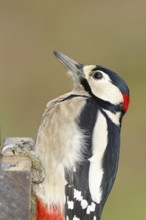 Great spotted woodpecker (Dendrocopos major), male, animal portrait, close-up, Wilnsdorf, North