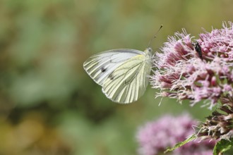 A Cabbage butterfly (Pieris brassicae) sucking nectar on the flower of a Hemp agrimony