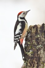 Middle spotted woodpecker (Dendrocopos medius) foraging on dead wood of an oak (Quercus),