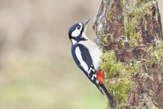 Great spotted woodpecker (Dendrocopos major), female, foraging on a tree stump overgrown with moss