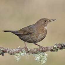 Blackbird (Turdus merula), female, sitting on a lichen-covered branch in the forest, Wilnsdorf,