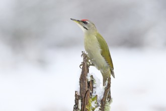 Grey-headed woodpecker (Picus canus), male sitting on a dead wood covered with moss and lichen in