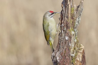 Grey-headed woodpecker (Picus canus), male sitting on a tree stump overgrown with moss and lichen,