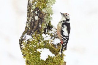 Middle spotted woodpecker (Dendrocopos medius) foraging on snow-covered deadwood of an oak