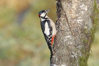Great spotted woodpecker (Dendrocopus major), male, foraging on the trunk of a common birch (Betula
