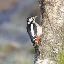 Great spotted woodpecker (Dendrocopus major), female, foraging on the trunk of a common birch