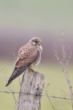Kestrel (Falco tinnunculus), on a pasture fence post, Bieslicher Insel, Lower Rhine, North