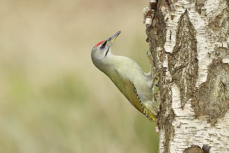 Grey-headed woodpecker (Picus canus), male sitting on the trunk of a grey birch (Betula