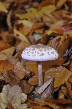 Parasol mushroom, Parasol or giant umbrella mushroom (Macrolepiota procera), open cap, at the edge