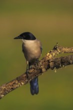 Azure-winged Magpie (Cyanopica cyana) on a cork oak branch, Castilla-La Mancha, Spain