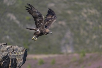 Golden eagle (Aquila chrysaetos), male, Tercel taking off from a lichen-covered rock, flight,