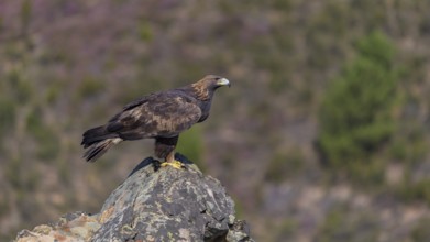 Golden eagle (Aquila chrysaetos), female on a lichen-covered rock, habitat, Extremadura, Spain