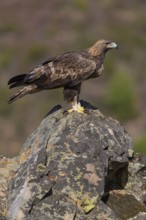 Golden eagle (Aquila chrysaetos), male, Tercel on a lichen-covered rock, Extremadura, Spain