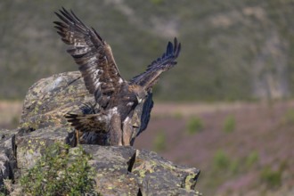 Golden eagle (Aquila chrysaetos), female landing on a lichen-covered rock, flight, flying, habitat,