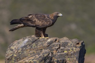 Golden eagle (Aquila chrysaetos), female on a lichen-covered rock, Extremadura, Spain