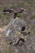Golden eagle (Aquila chrysaetos), female on a lichen-covered rock, habitat, Extremadura, Spain