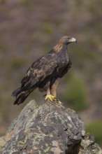 Golden eagle (Aquila chrysaetos), female on a lichen-covered rock, Extremadura, Spain