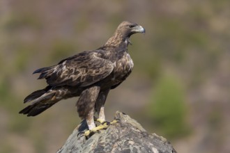 Golden eagle (Aquila chrysaetos), male, Tercel on a lichen-covered rock, Extremadura, Spain