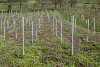 Red deadnettle (Lamium purpureum) in a vineyard, Southern Palatinate, Palatinate,