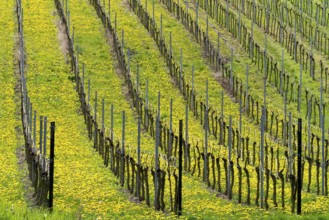 Green spring landscape in ordered rows of vineyards with blooming dandelions, Palatinate,