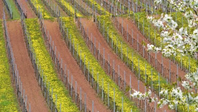 Grapevines in spring with yellow dandelions between accurate rows, Palatinate,