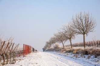 Winter snowy landscape with a dirt road and barren trees along grapevines, Palatinate,