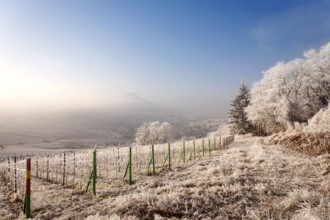 Winter landscape with frosty vines and wide views of the valley under a blue sky, Palatinate,