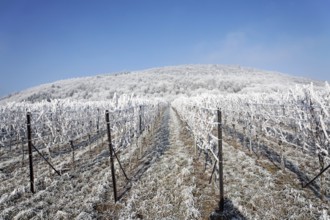 Snowy and frosty vineyards under clear, blue winter skies, South Palatinate, Rhineland-Palatinate,