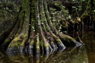 A cypress covered with moss reflects in water, Charleston, South Carolina, USA