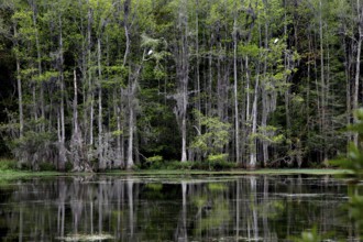 Dense row of trees reflected in the still water of a swamp, Charleston, South Carolina, USA