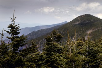 Snowy mountain range with fir trees in the foreground, Mount Mitchell State Park, North Carolina,