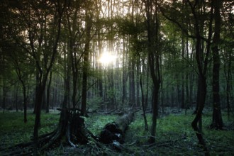Mysterious forest with marshland pierced by the light of the low sun, Congaree National Park, South
