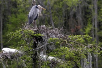 Grey heron on a nest in a dense marshland, Charleston, South Carolina, USA
